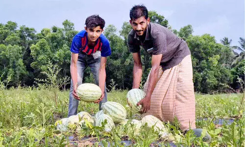 നിഷാലിന്റെ ‘തണ്ണിമത്തൻ’ വിജയഗാഥ നിഷാലിന്റെ ‘തണ്ണിമത്തൻ’ വിജയഗാഥ