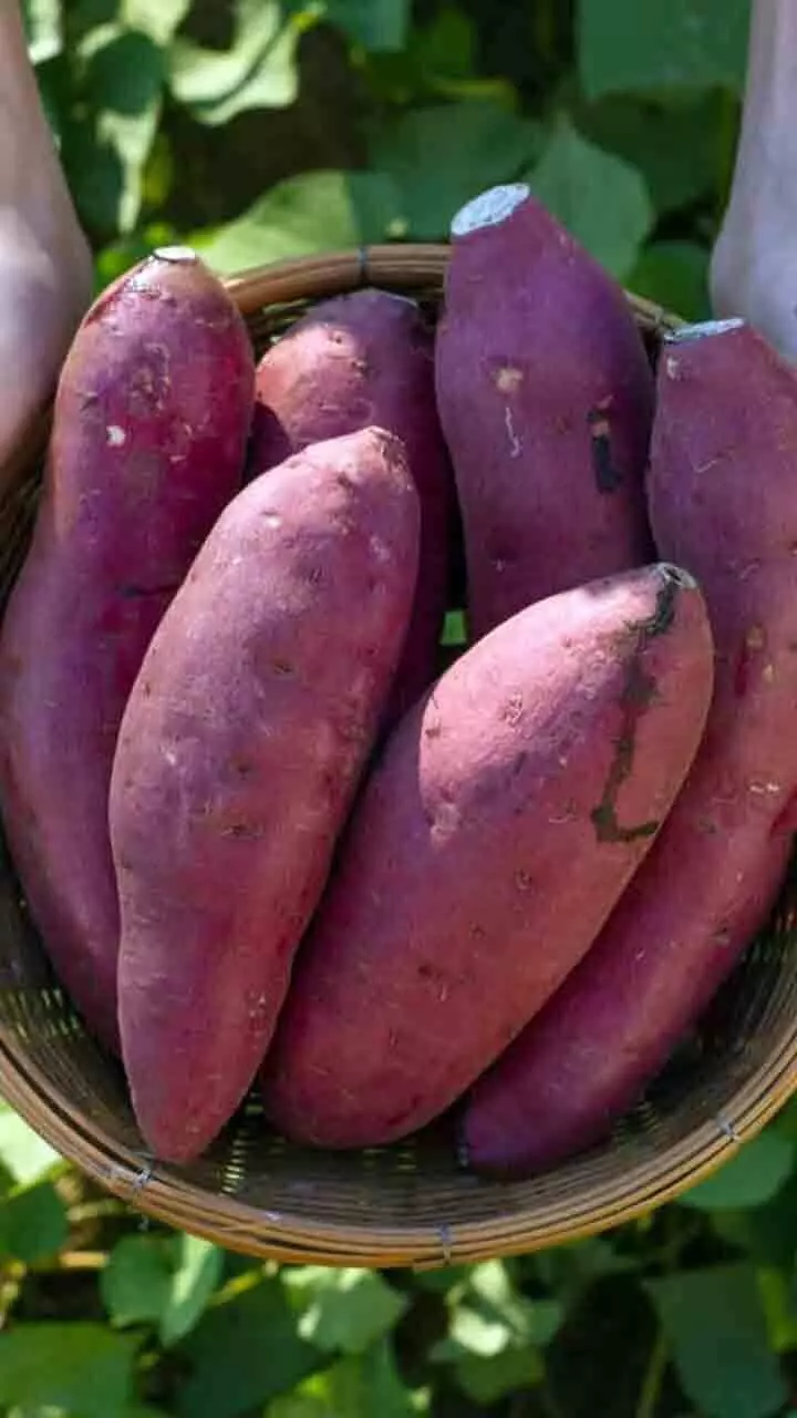 മധുരക്കിഴങ്ങ് കഴിച്ചാൽ പ്രമേഹം വർധിക്കുമോ?