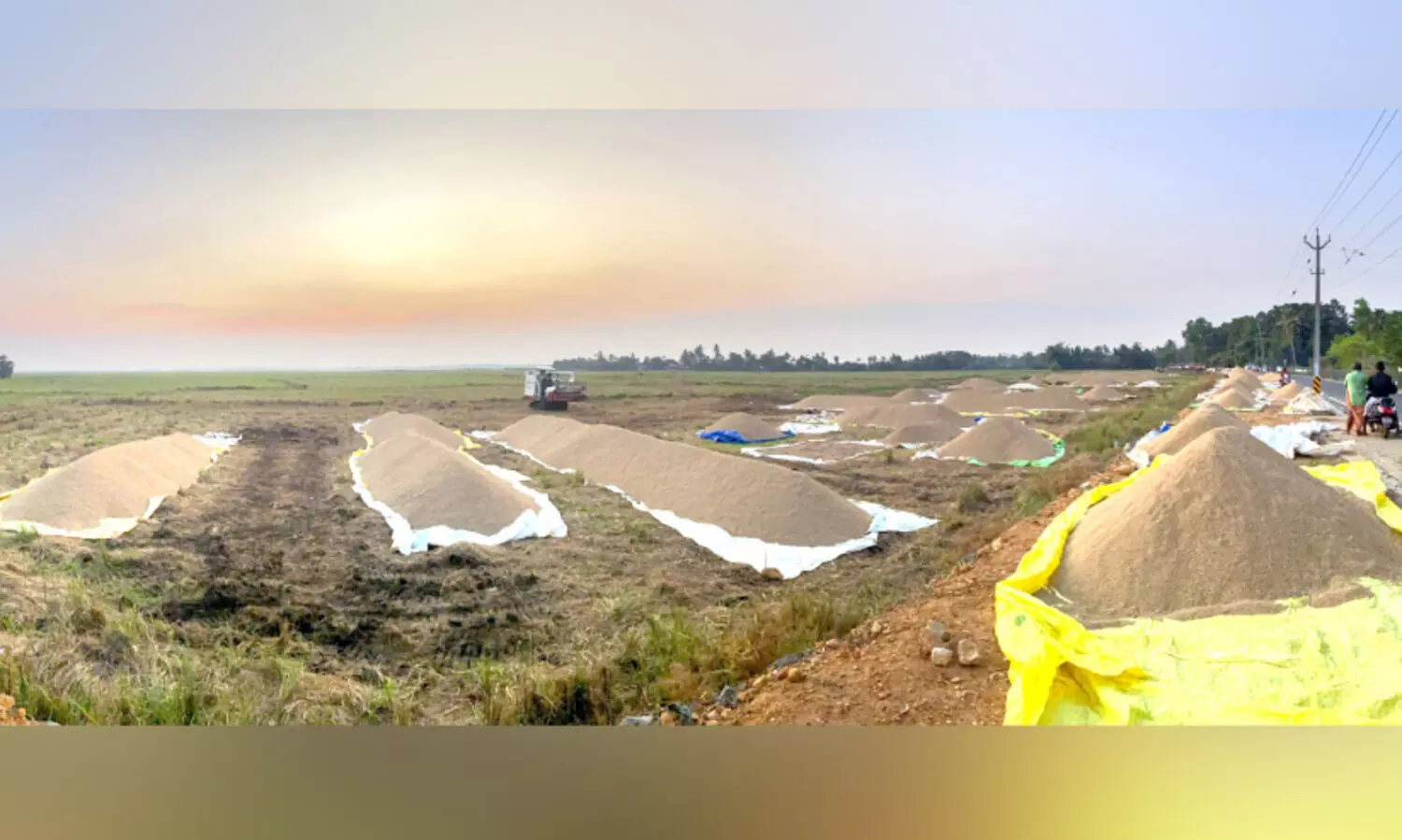 നെ​ല്ലു​സം​ഭ​ര​ണ​ത്തി​ൽ തീ​രു​മാ​ന​മാ​യി​ല്ല; നെല്ല്​ പാടത്തുതന്നെ