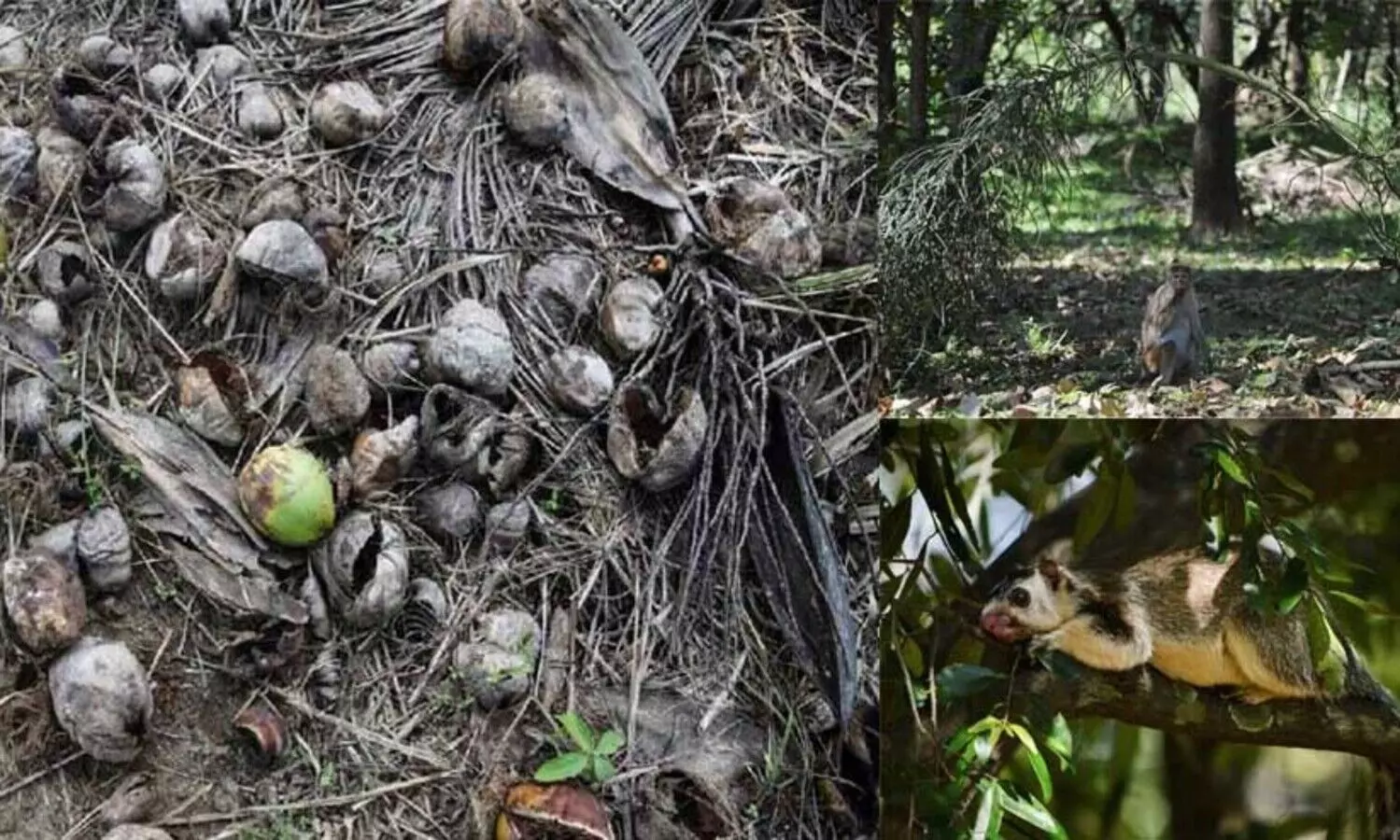 കുരങ്ങിനെയും മയിലിനെയും അണ്ണാനെയും കൊണ്ട് പൊറുതി മുട്ടി കർഷകർ; വിളനാശത്തിന് പരിഹാരം തേടാൻ   വന്യജീവി സെൻസസുമായി ശ്രീലങ്ക