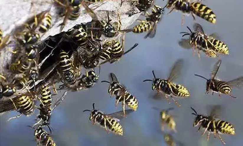 കൊലയാളികളുടെ കുത്ത്: കടന്നലുകളുടെയും തേനീച്ചകളുടെയും ആക്രമണത്തിൽ കേരളത്തിൽ മരണനിരക്കേറുന്നു