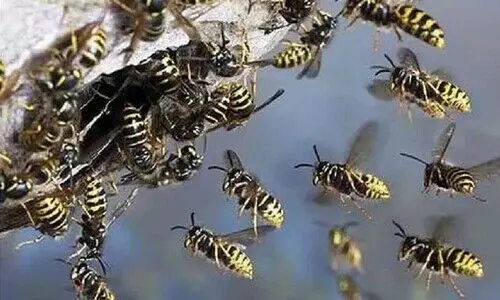 കൊലയാളികളുടെ കുത്ത്: കടന്നലുകളുടെയും തേനീച്ചകളുടെയും ആക്രമണത്തിൽ കേരളത്തിൽ മരണനിരക്കേറുന്നു