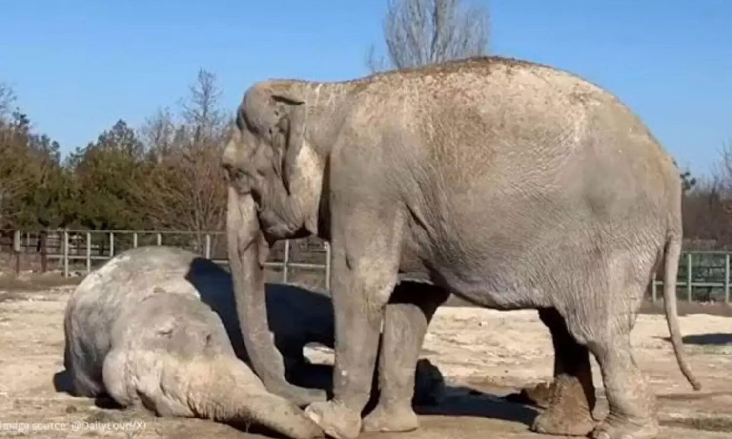 തമ്പിൽ അവർ രണ്ടുപേരും ഒന്നിച്ച് കഴിഞ്ഞത് 25 വർഷം; പ്രിയപ്പെട്ടവളുടെ വിയോഗത്തിൽ വിതുമ്പി മഗ്ദ, കരളലിയിപ്പിച്ച് ആനകളുടെ സ്നേഹം