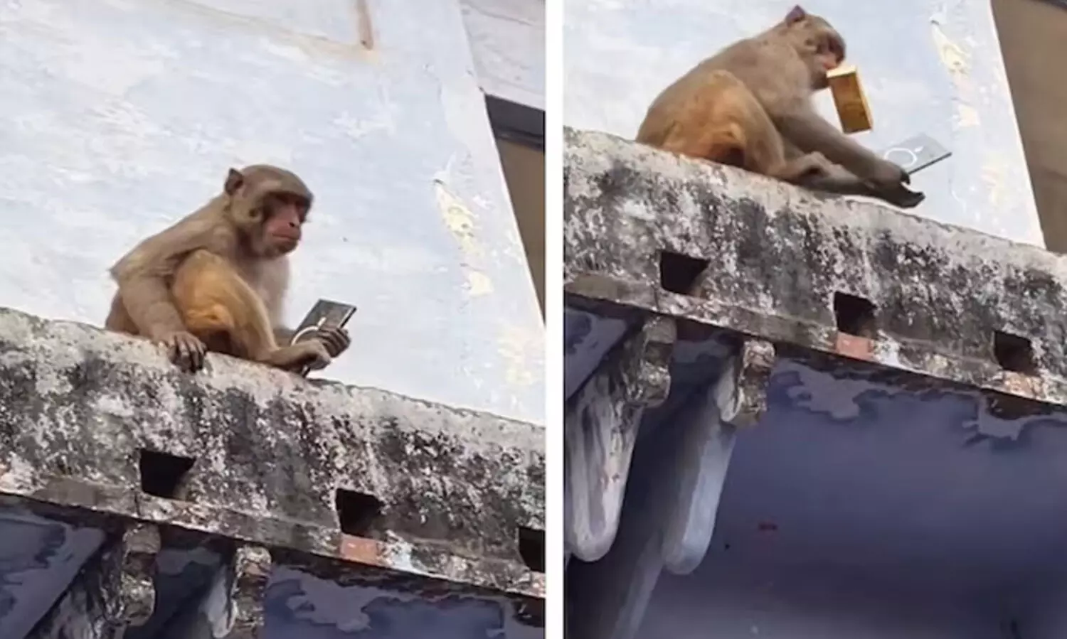 സാംസങ് എസ്25 അള്‍ട്രാ ഫോൺ മോഷ്ടിച്ച് കുരങ്ങൻ; ഫ്രൂട്ടി നൽകി തിരിച്ചു വാങ്ങി യുവാവ്