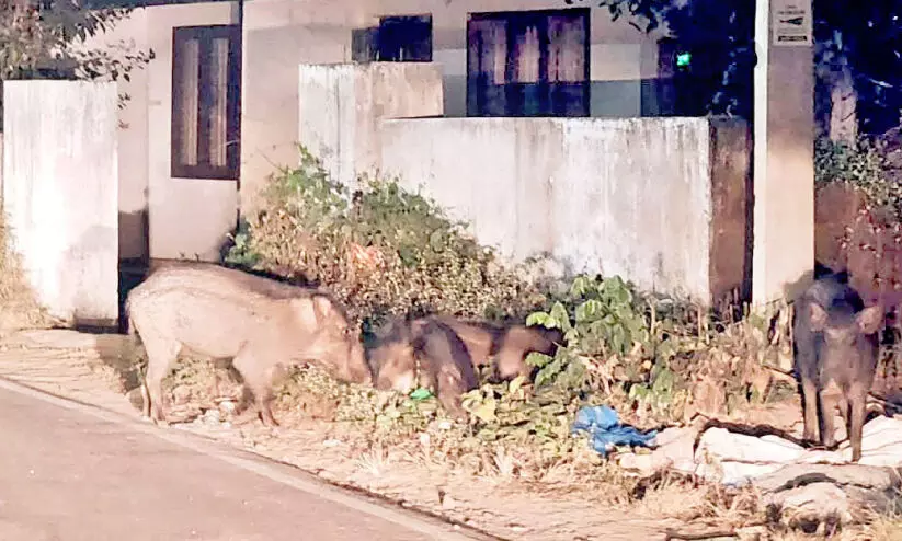 ഭീഷണിയായി കാട്ടുപന്നിക്കൂട്ടം; ജനം ദുരിതത്തിൽ ഭീഷണിയായി കാട്ടുപന്നിക്കൂട്ടം; ജനം ദുരിതത്തിൽ