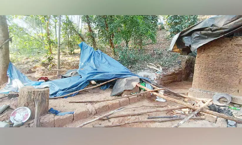 ആറളത്ത് കാട്ടാന വീടിന്റെ ഷെഡ് തകർത്തു