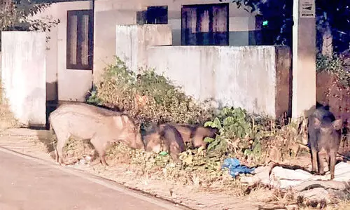 ഭീഷണിയായി കാട്ടുപന്നിക്കൂട്ടം; ജനം ദുരിതത്തിൽ ഭീഷണിയായി കാട്ടുപന്നിക്കൂട്ടം; ജനം ദുരിതത്തിൽ