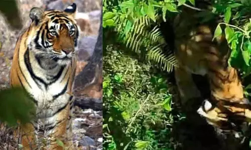 രാവിലെ മുതൽ ഡ്രോൺ ഉപയോഗിച്ച് പരിശോധന നടത്തിയിട്ടും കടുവയെ കണ്ടത്താനായില്ല