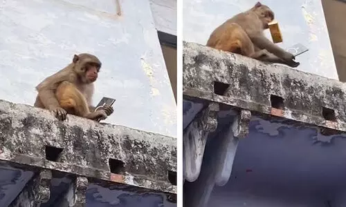 സാംസങ് എസ്25 അള്‍ട്രാ ഫോൺ മോഷ്ടിച്ച് കുരങ്ങൻ; ഫ്രൂട്ടി നൽകി തിരിച്ചു വാങ്ങി യുവാവ്