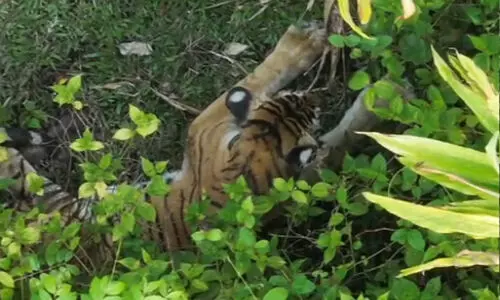 കൺമുന്നിൽനിന്ന്​ കടുവ മുങ്ങി: രോഷത്തോടെ നാട്ടുകാർ