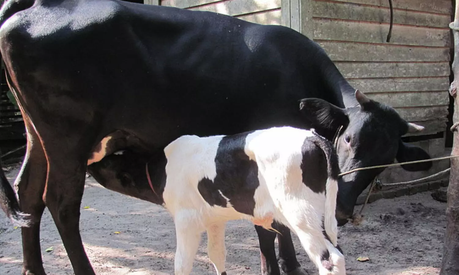 ക്ഷീര വികസന വകുപ്പിന്റെ കണ്ടിജന്റ് ഫണ്ട് ചെലവഴിക്കാതെ തിരിച്ചടച്ചത് അന്വേഷിക്കണമെന്ന് മനുഷ്യാവകാശ കമീഷൻ