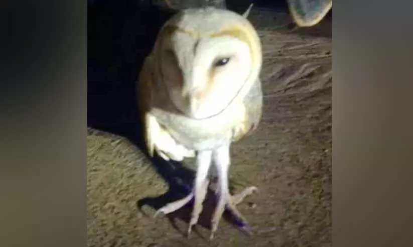 പരിക്കേറ്റ് റോഡിൽകിടന്ന വെള്ളിമൂങ്ങയ്ക്ക് രക്ഷകരായി നാട്ടുകാർ