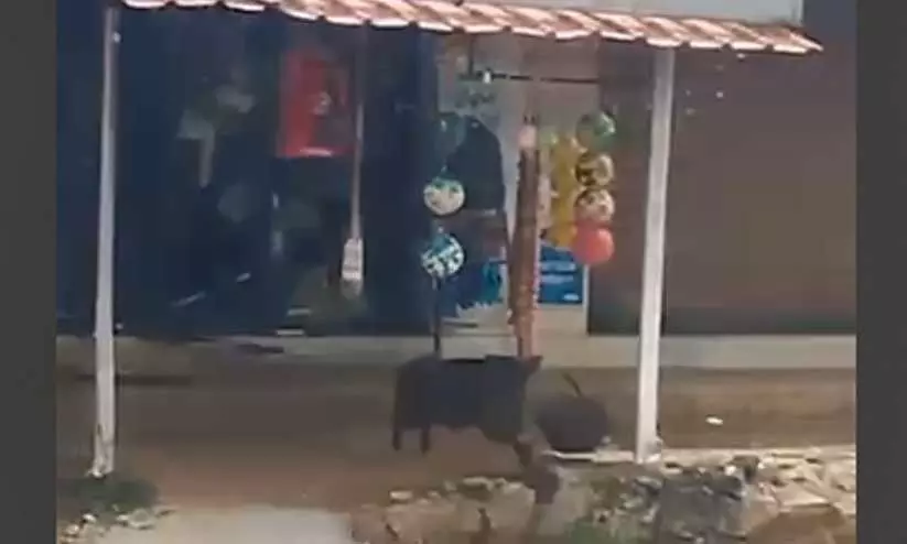 ചന്ദനപള്ളിയിൽ കാട്ടുപന്നികൾ കട നശിപ്പിച്ചു