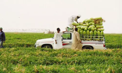 ത​ണ്ണി​മ​ത്ത​ൻ ഉ​ൽ​പാ​ദ​നം 6,13,000 ട​ൺ ക​വി​ഞ്ഞു