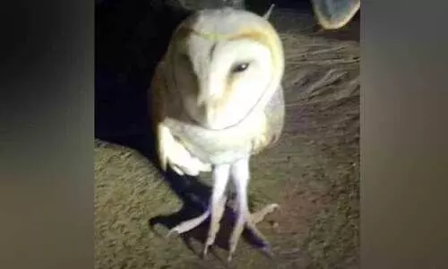 പരിക്കേറ്റ് റോഡിൽകിടന്ന വെള്ളിമൂങ്ങയ്ക്ക് രക്ഷകരായി നാട്ടുകാർ