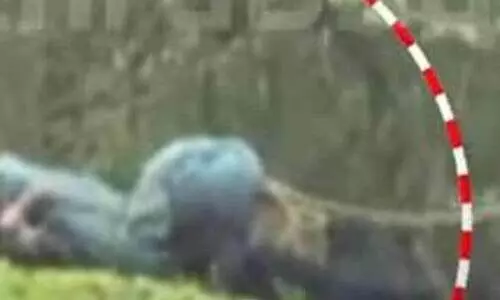 വണ്ടിപ്പെരിയാറിലെ ഗ്രാമ്പിയിൽ നിന്ന് പിടികൂടിയ കടുവ ചത്തു