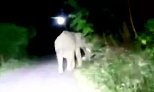 കാട്ടാനകൾ ജനവാസ മേഖലയിൽ കൃഷി നശിപ്പിച്ചു കാട്ടാനകൾ ജനവാസ മേഖലയിൽ കൃഷി നശിപ്പിച്ചു