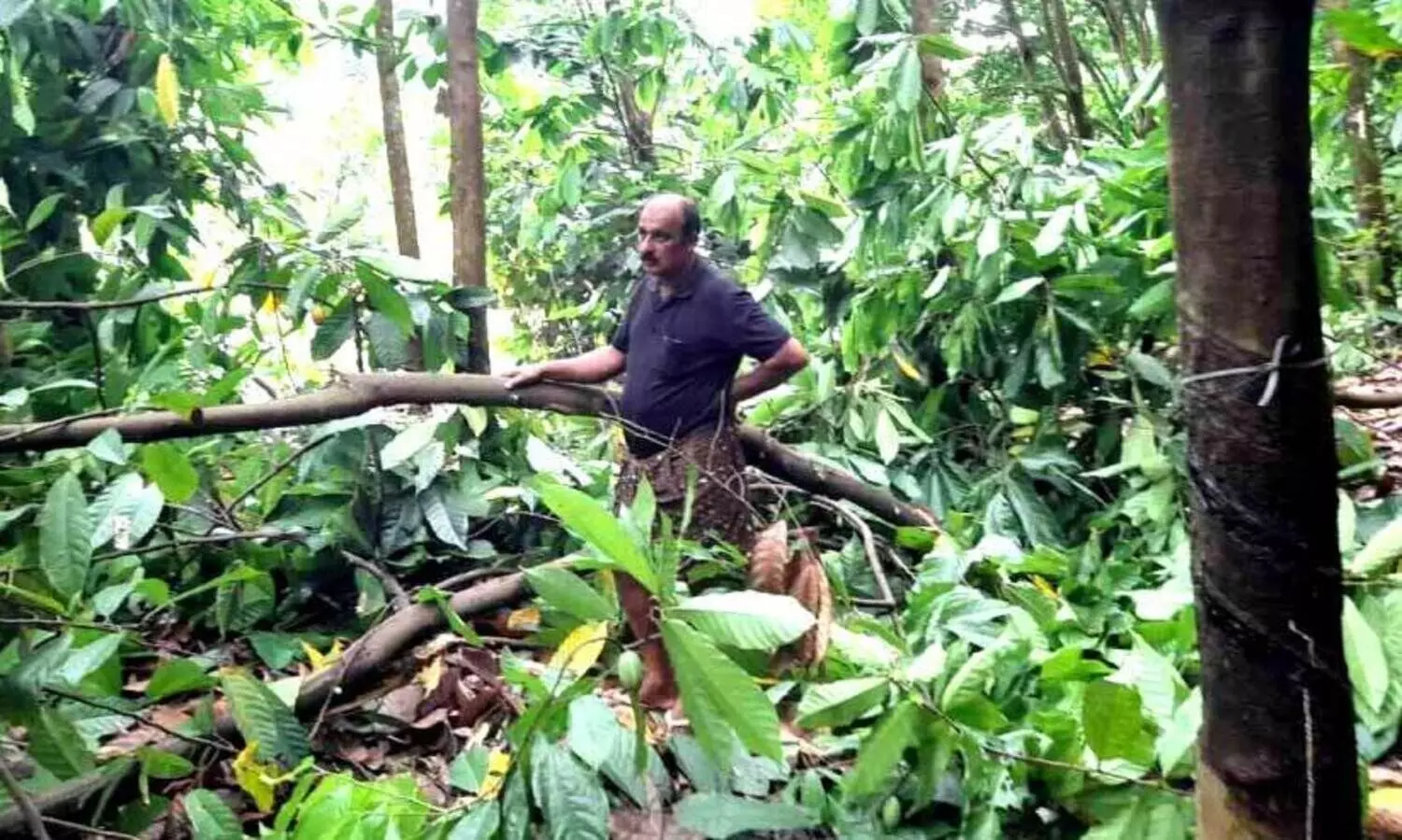 തിരികെപോകാതെ കാട്ടാന