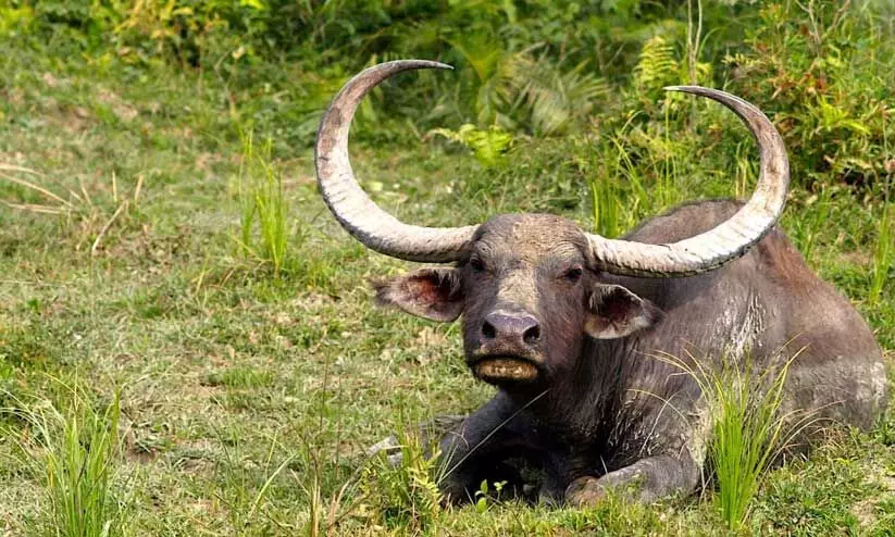 മലിനജല ടാങ്കിൽ വീണ് കാട്ടുപോത്ത് ചത്തു മലിനജല ടാങ്കിൽ വീണ് കാട്ടുപോത്ത് ചത്തു