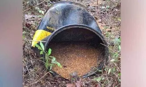 വ്യാജവാറ്റ് കേന്ദത്തിലെ വാഷ് കുടിച്ച് ബാരലും തകർത്ത് കാ​ട്ടാ​ന