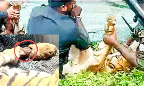 കടുവയുടെ കാലിൽ കമ്പിക്കുരുക്ക്; വനം വകുപ്പിന് കുരുക്കാവുമോ?