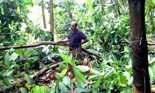 തിരികെപോകാതെ കാട്ടാന തിരികെപോകാതെ കാട്ടാന