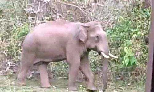 വ​നാ​തി​ര്‍ത്തി​യി​ലെ കാ​ട്ടാ​ന സാ​ന്നി​ധ്യം; അ​റ​ന്നാ​ടം​പാ​ടം നി​വാ​സി​ക​ൾ ദു​രി​ത​ത്തി​ൽ