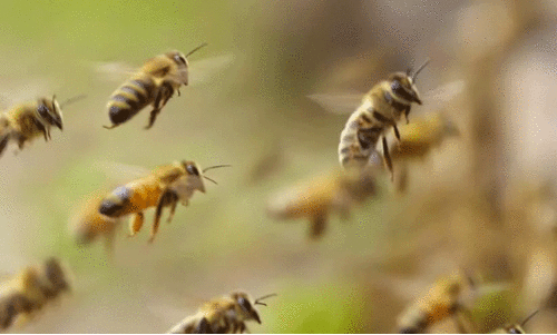 കലക്ടറേറ്റില്‍ തേനീച്ച കുത്തേറ്റ് ഏഴുപേര്‍ ആശുപത്രിയില്‍