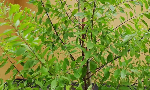 ചന്ദന കൃഷി നിക്ഷേപം: ആരോപണങ്ങളിൽ വ്യക്തത നൽകാതെ ഭാരവാഹികൾ