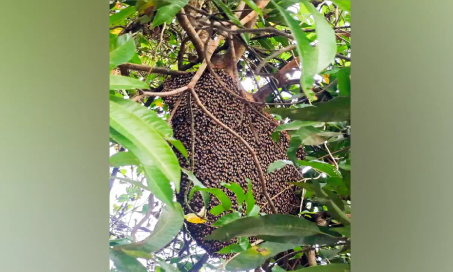 തേനീച്ചയാക്രമണത്തിൽ പൊലീസുകാരൻ ഉൾപ്പെടെ 11 പേർക്ക് പരിക്ക്