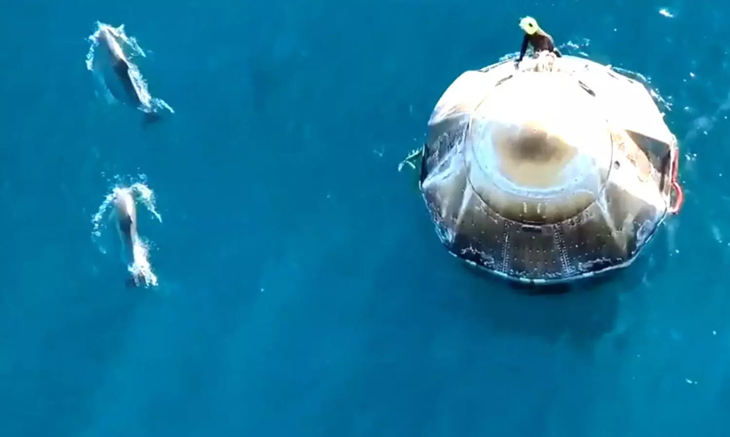 dolphin gulf of mexico