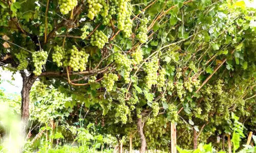 മു​ന്തി​രി ഉ​ൽ​പാ​ദ​ന​ത്തി​ലും സൗ​ദി കു​തി​പ്പി​ൽ; സ്വ​യംപ​ര്യാ​പ്​​ത​ത 66 ശ​ത​മാ​നം