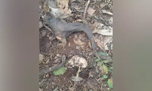 ഒ​ട​യം​ചാ​ൽ കാ​വേ​രി​ക്കു​ള​ത്ത് പു​ലി സാ​ന്നി​ധ്യം