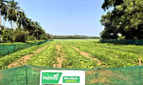 പൊട്ടുവെള്ളരി കൃഷിയിൽ പൊന്നുവിളയിച്ച് യുവകർഷകർ