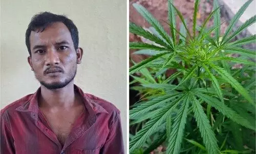 ചങ്ങനാശ്ശേരിയിൽ അതിഥി തൊഴിലാളികളുടെ താമസ സ്ഥലത്ത് കഞ്ചാവ് ചെടി; ഒരാൾ അറസ്റ്റിൽ