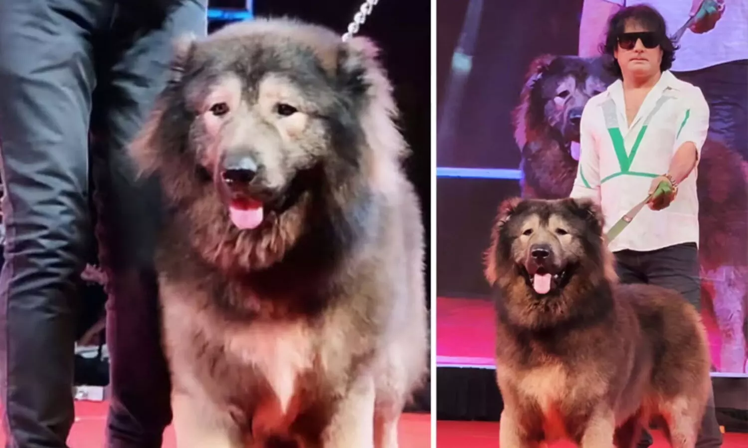 50 കോടിയുടെ നായ്! സതീഷ് വാങ്ങിയത് ലോകത്തിലെ ഏറ്റവും വിലയേറിയ ഇനം; പാതി നായ് പാതി ചെന്നായ് !!