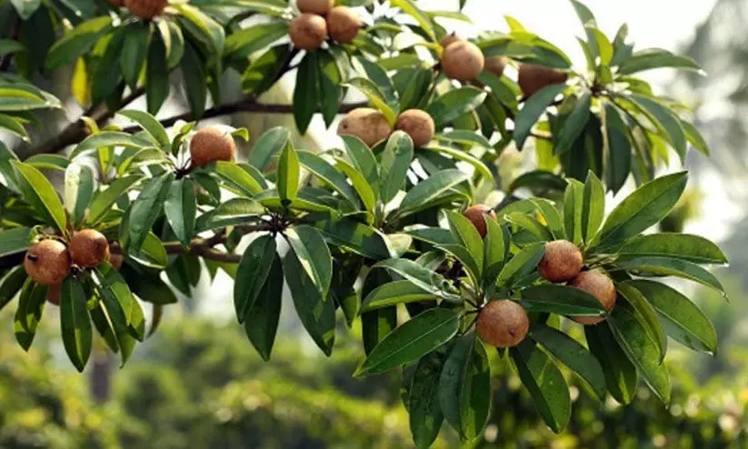 ഏ​തു സീ​സ​ണി​ലും ന​ട്ടു​വ​ള​ർ​ത്താം സ​പ്പോ​ട്ട