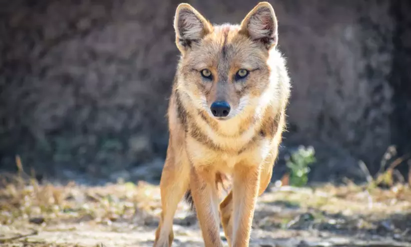 കു​റു​ക്ക​ന്‍റെ ക​ടി​യേ​റ്റ് 12 പേ​ർ​ക്ക് പ​രി​ക്ക്