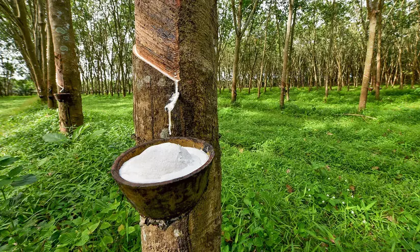 റബർ വില വീണ്ടും കൂടി; ഡബിള് സെഞ്ച്വറിയിൽ റബർ വില വീണ്ടും കൂടി; ഡബിള് സെഞ്ച്വറിയിൽ