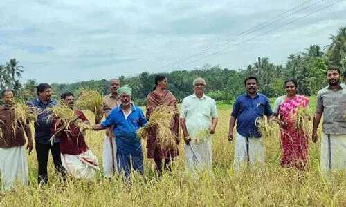 മടവൂർ പഞ്ചവടി ഏലായിൽ നൂറുമേനി വിളവ്