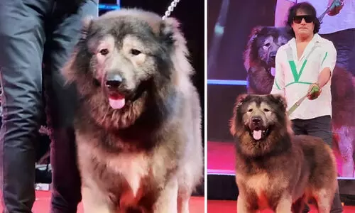 50 കോടിയുടെ നായ്! സതീഷ് വാങ്ങിയത് ലോകത്തിലെ ഏറ്റവും വിലയേറിയ ഇനം; പാതി നായ് പാതി ചെന്നായ് !!