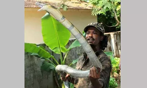 പാമ്പുപിടിത്തക്കാരൻ മൂർഖന്റെ കടിയേറ്റ് മരിച്ചു