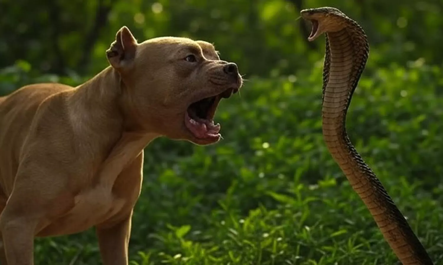 ഉടമ​ക​ളു​ടെ ജീ​വ​ൻ ര​ക്ഷി​ക്കാ​ൻ രാ​ജ​വെ​മ്പാ​ല​യു​മാ​യി പൊ​രു​തി​യ നാ​യ് ച​ത്തു