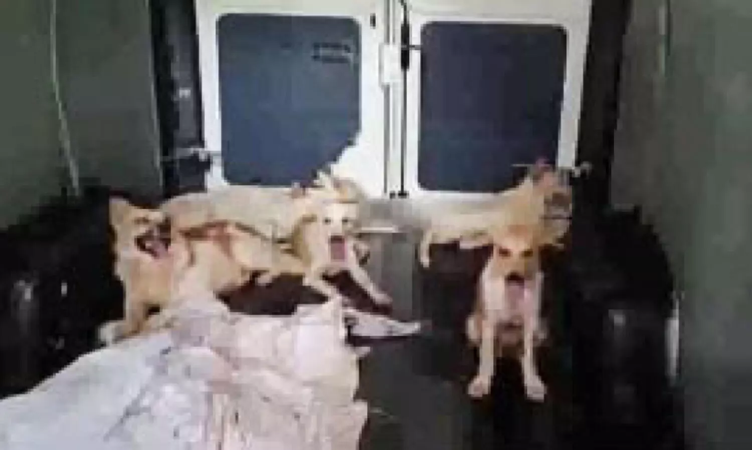 തെരുവുനായ്ക്കളെ കളയാനെത്തിയ മലയാളികൾ തമിഴ്​നാട്​ അതിർത്തിയിൽ പിടിയിൽ