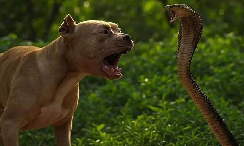 ഉടമ​ക​ളു​ടെ ജീ​വ​ൻ ര​ക്ഷി​ക്കാ​ൻ രാ​ജ​വെ​മ്പാ​ല​യു​മാ​യി പൊ​രു​തി​യ നാ​യ് ച​ത്തു