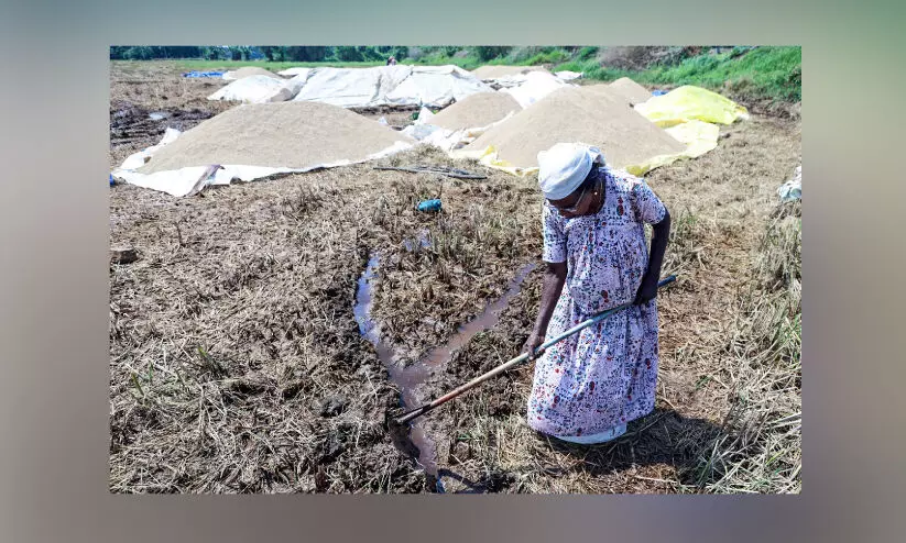 വേനൽമഴയിൽ വലഞ്ഞ് നെൽകർഷകർ, ഒപ്പം മില്ലുകളുടെ ഇരട്ടത്താപ്പും