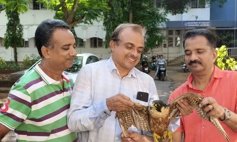 പരിക്കേറ്റ അപൂർവ ഇനം ഫാൽക്കണിന് കാവലായി മുസ്തഫ, സഹായഹസ്തം നീട്ടി സുബൈർ മേടമ്മൽ പരിക്കേറ്റ അപൂർവ ഇനം ഫാൽക്കണിന് കാവലായി മുസ്തഫ, സഹായഹസ്തം നീട്ടി സുബൈർ മേടമ്മൽ