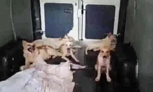 തെരുവുനായ്ക്കളെ കളയാനെത്തിയ മലയാളികൾ തമിഴ്നാട് അതിർത്തിയിൽ പിടിയിൽ തെരുവുനായ്ക്കളെ കളയാനെത്തിയ മലയാളികൾ തമിഴ്നാട് അതിർത്തിയിൽ പിടിയിൽ