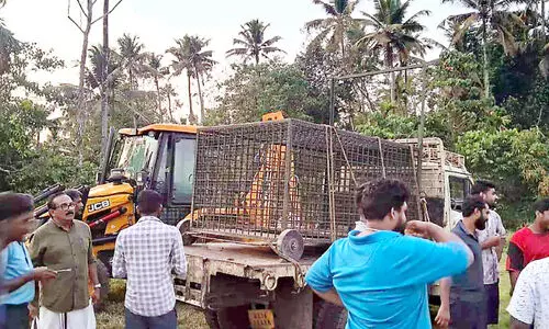പുലിയെ പിടികൂടാൻ കൊരട്ടിയിൽ കൂട് എത്തി