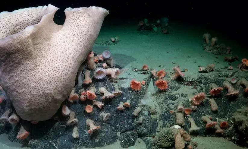 ഭീമൻ കടൽ ചിലന്തികൾ, നീരാളികൾ, പവിഴപ്പുറ്റുകൾ; തെന്നിമാറിയ അന്റാർട്ടിക്ക് മഞ്ഞുമലയുടെ അടിത്തട്ടിലെ ജീവന്റെ കാഴ്ചകളിൽ അമ്പരന്ന് ശാസ്ത്രജ്ഞർ ഭീമൻ കടൽ ചിലന്തികൾ, നീരാളികൾ, പവിഴപ്പുറ്റുകൾ; തെന്നിമാറിയ അന്റാർട്ടിക്ക് മഞ്ഞുമലയുടെ അടിത്തട്ടിലെ ജീവന്റെ കാഴ്ചകളിൽ അമ്പരന്ന് ശാസ്ത്രജ്ഞർ